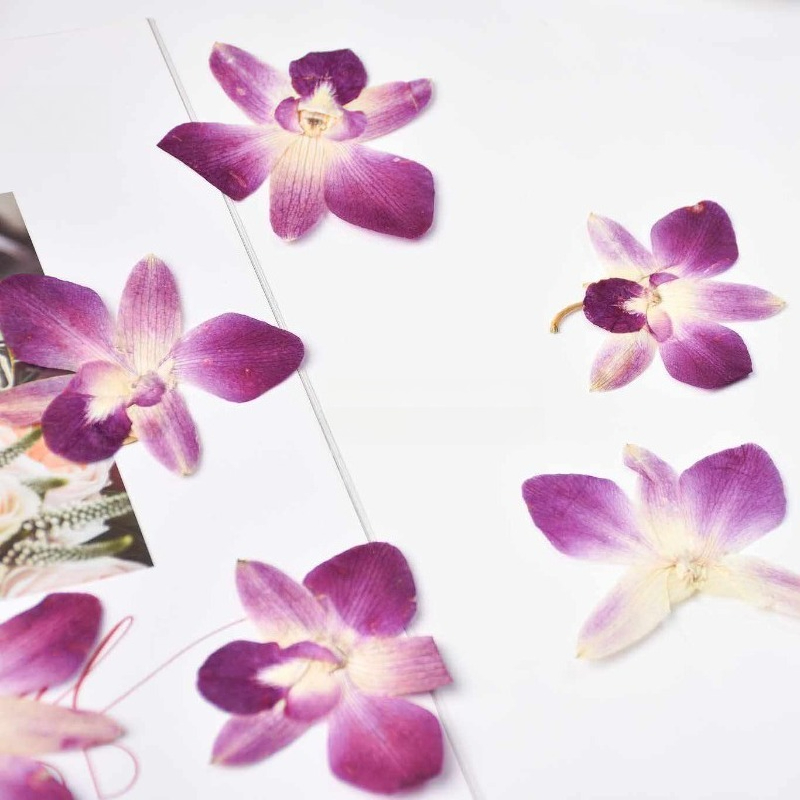 4pcs,Real Pressed Butterfly Or - Art Craft Butterfly 评论和价格